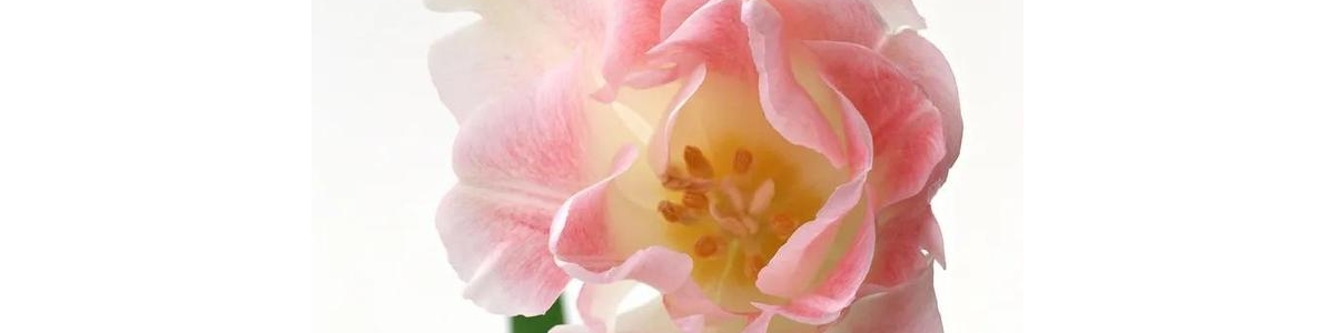 白色背景图：纯洁的花朵