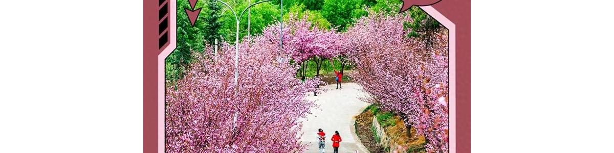 打卡云南 | 第87件小事：樱花烂漫春意浓 昭通名樱庄园等你来