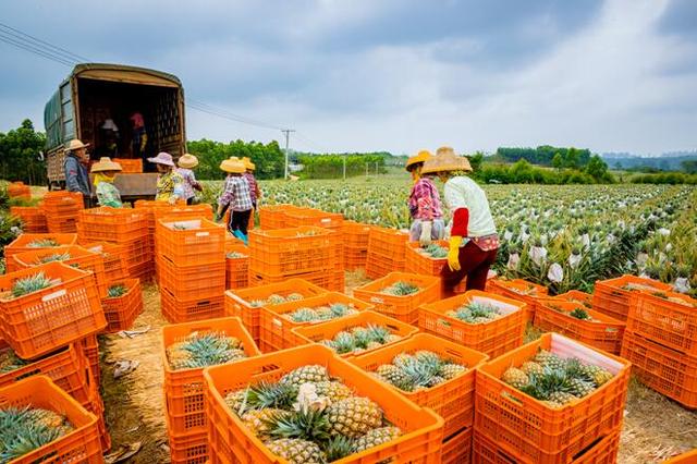 儋州嘉禾共享农庄：探索热带特色高效农业高质量发展新路径