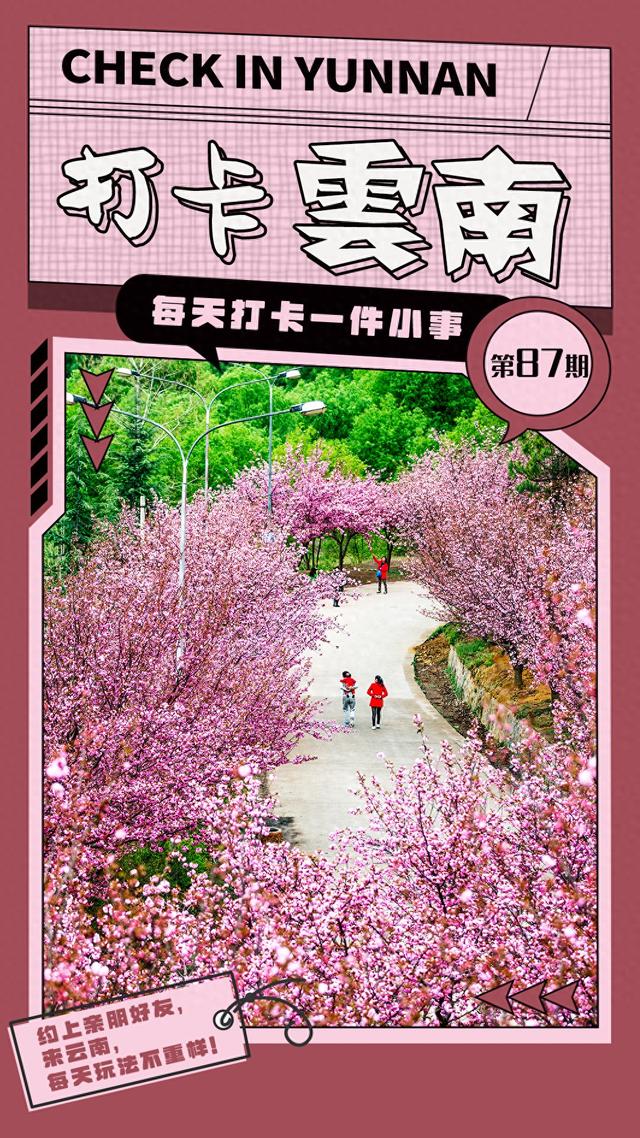 打卡云南 | 第87件小事：樱花烂漫春意浓 昭通名樱庄园等你来