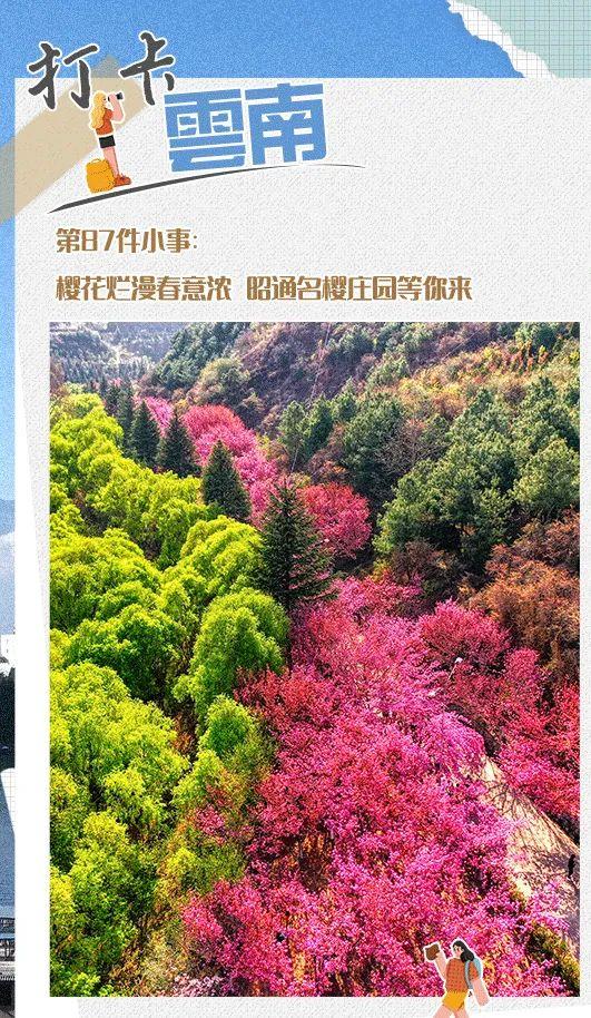 打卡云南 | 第87件小事：樱花烂漫春意浓 昭通名樱庄园等你来